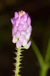 Curtiss' milkwort